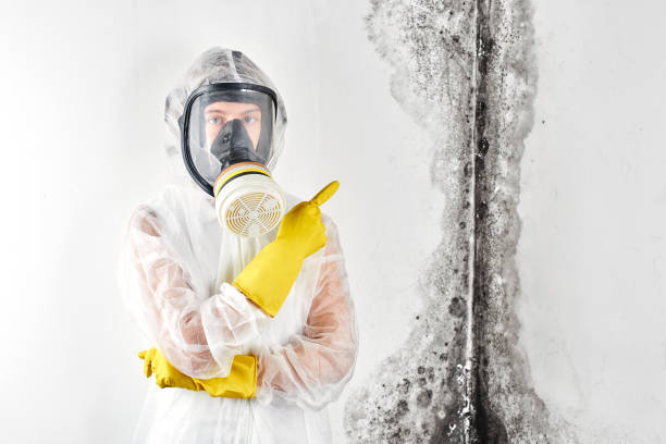  Hilton, NY Mold Removal Services Pros