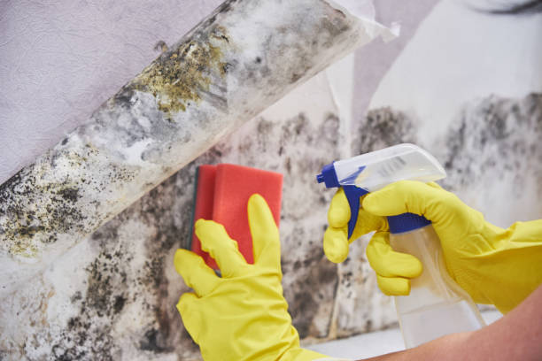 Best Biohazard Mold Removal  in Hilton, NY